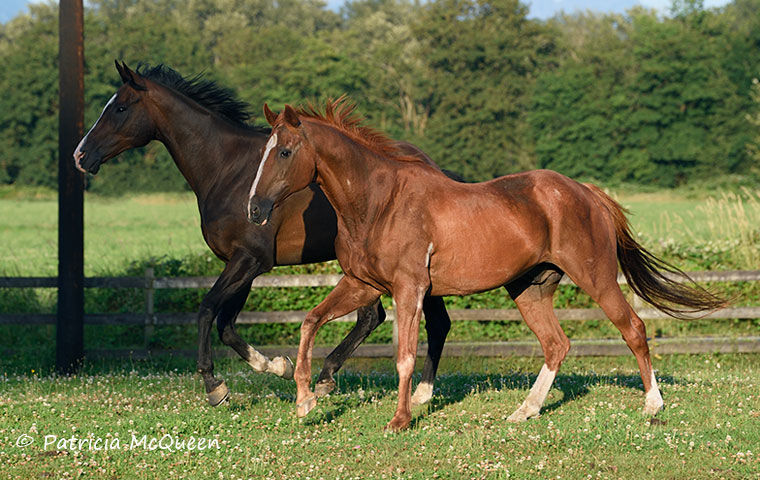 Inseparable: Border Run (foreground) with his constant companion Anniversary Year, a son of Half A Year, at their home near Seattle. Photo: Patricia McQueen