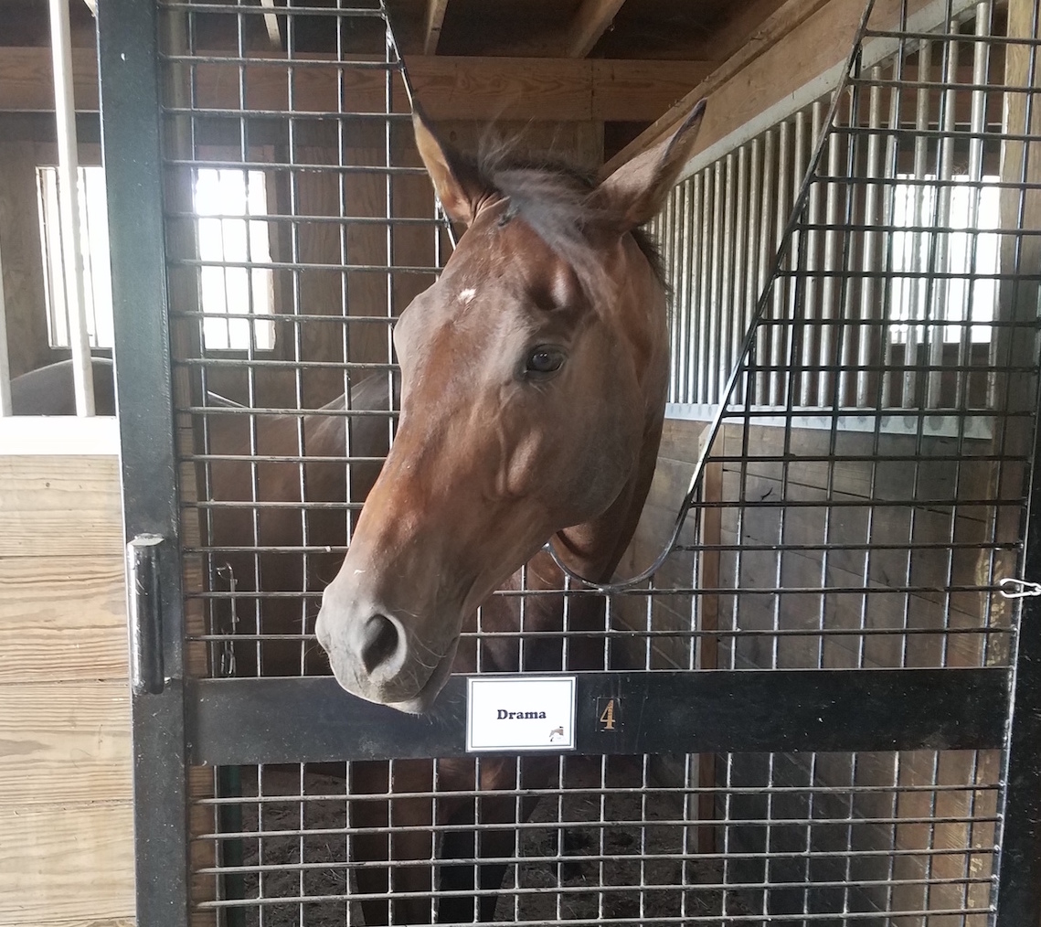 Key worker: Drama, one of six off-track Thoroughbreds at the centre, has been used on all three equine therapy programs. He is from the Foxie G Foundation. Photo: Ellie Williams