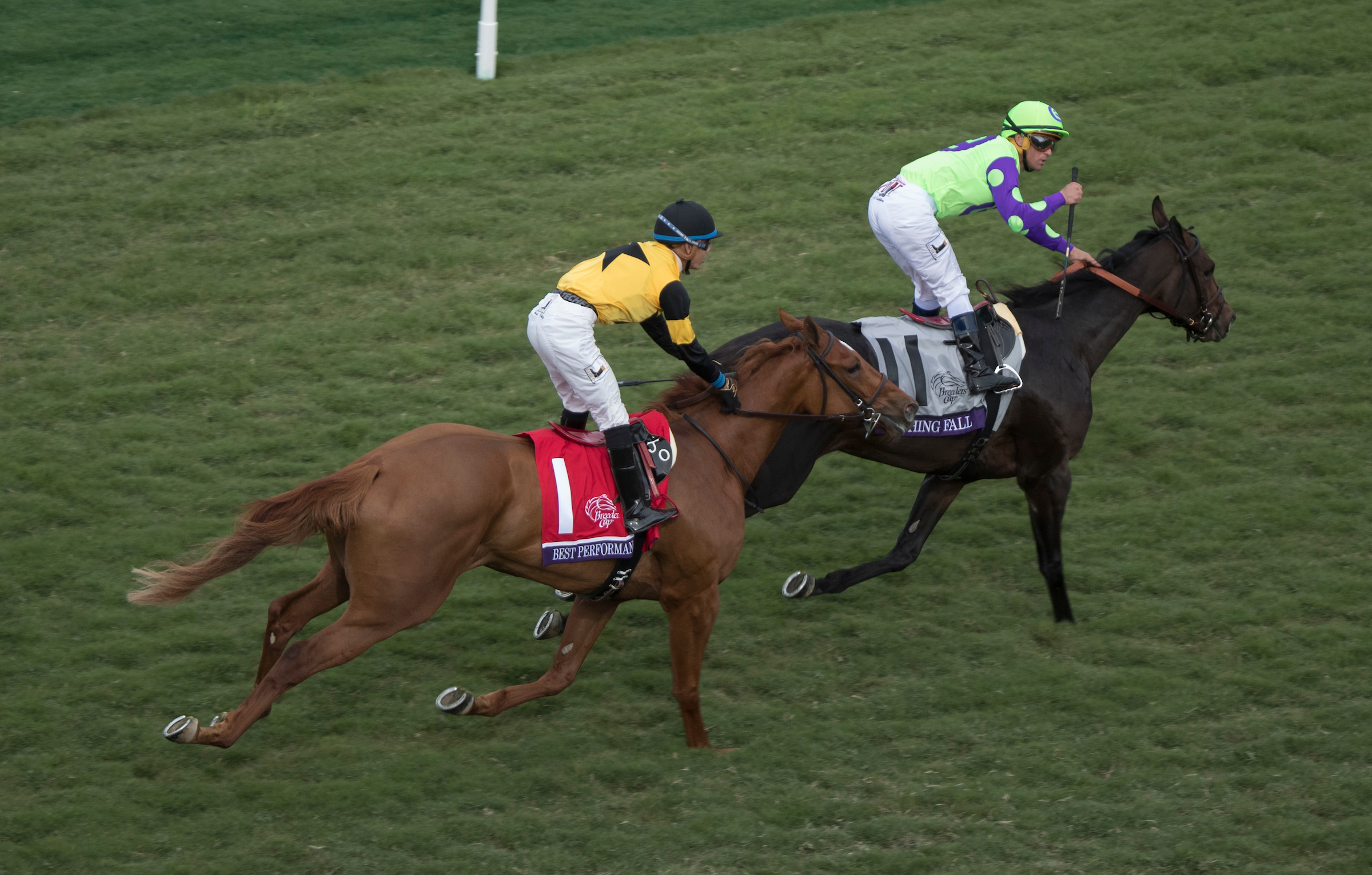 Almost there, but not quite: Best Performance (Jose Ortiz) is another fine runner-up for Christophe Clement, finding Rushing Fall too good in the 2017 Breeders’ Cup Juvenile Fillies Turf at Del Mar. PHOTO: Ting Shen/Eclipse Sportswire/Breeders Cup