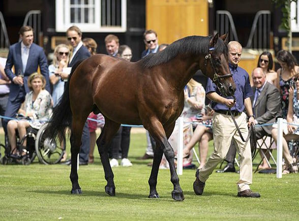 Dubawi: that Coolmore was prepared to spend over 3 million on one of his sons shows how his achievements are viewed by the most powerful people in the industry. Photo: Tattersalls