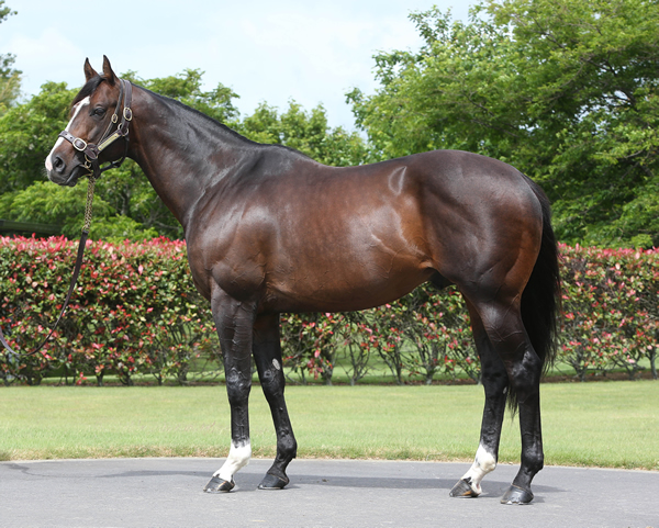Showcasing: his sons are in increasing demand. Photo: Whitsbury Manor Stud