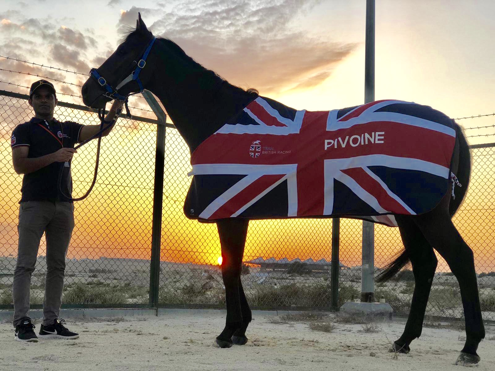 Primed for action: the Andrew Balding-trained Pivoine in Bahrain. The grandstand at Sakhir racecourse is in the background. Photo: Maddy O'Meara