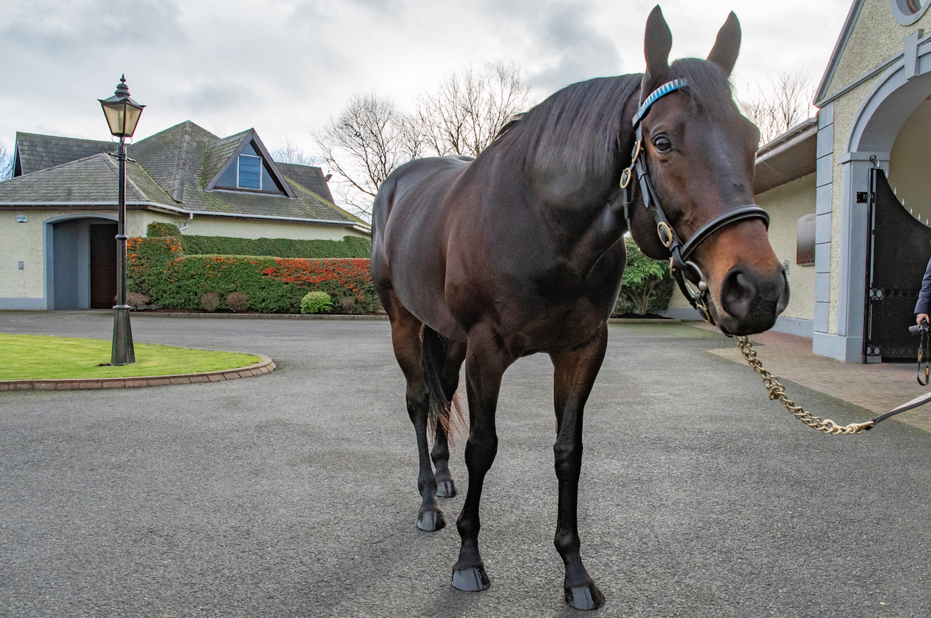 Among the exciting stallions on view at Sheikh Hamdan’s Derrinstown Stud will be his homebred Irish 2000 Guineas winner Awtaad, who was one of the best racing stories of 2016. Photo: ITM