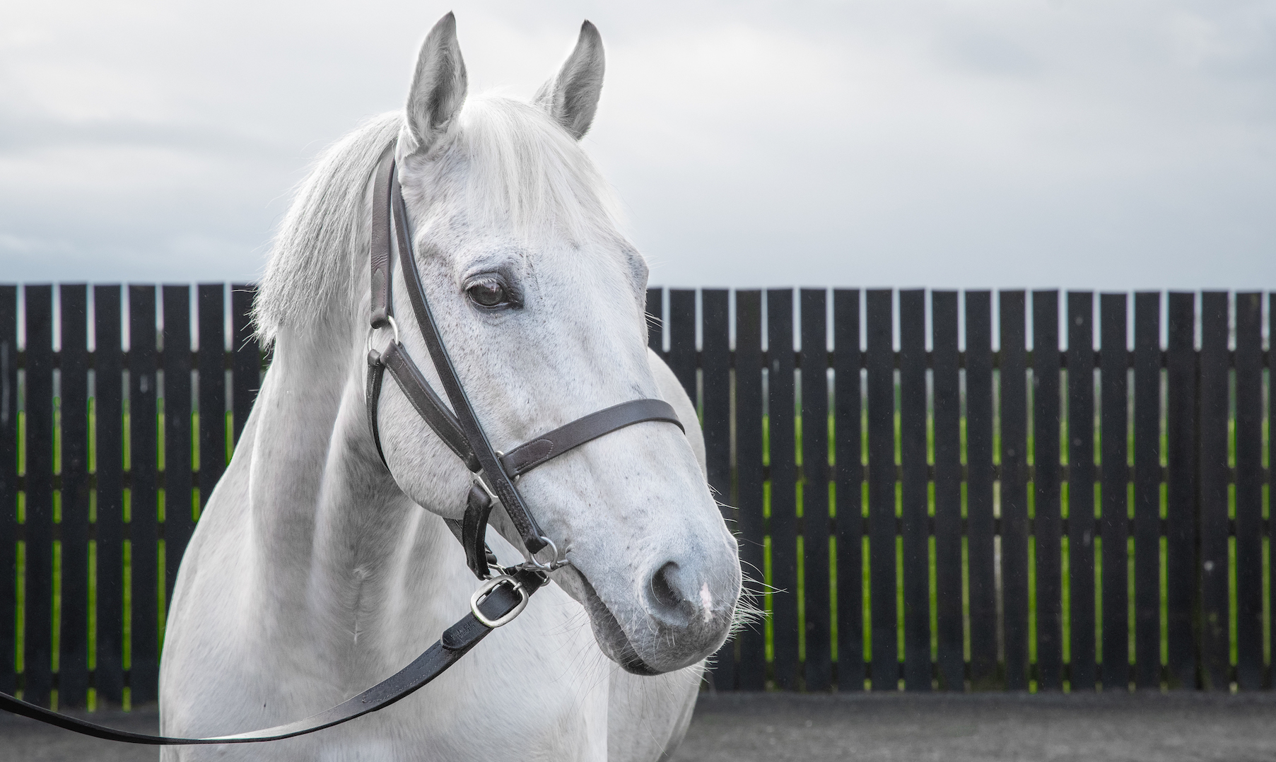 Elite sire Dark Angel, pictured at Yeomanstown Stud in County Kildare in last year’s Stallion Trail, will be on show again. Photo: ITM