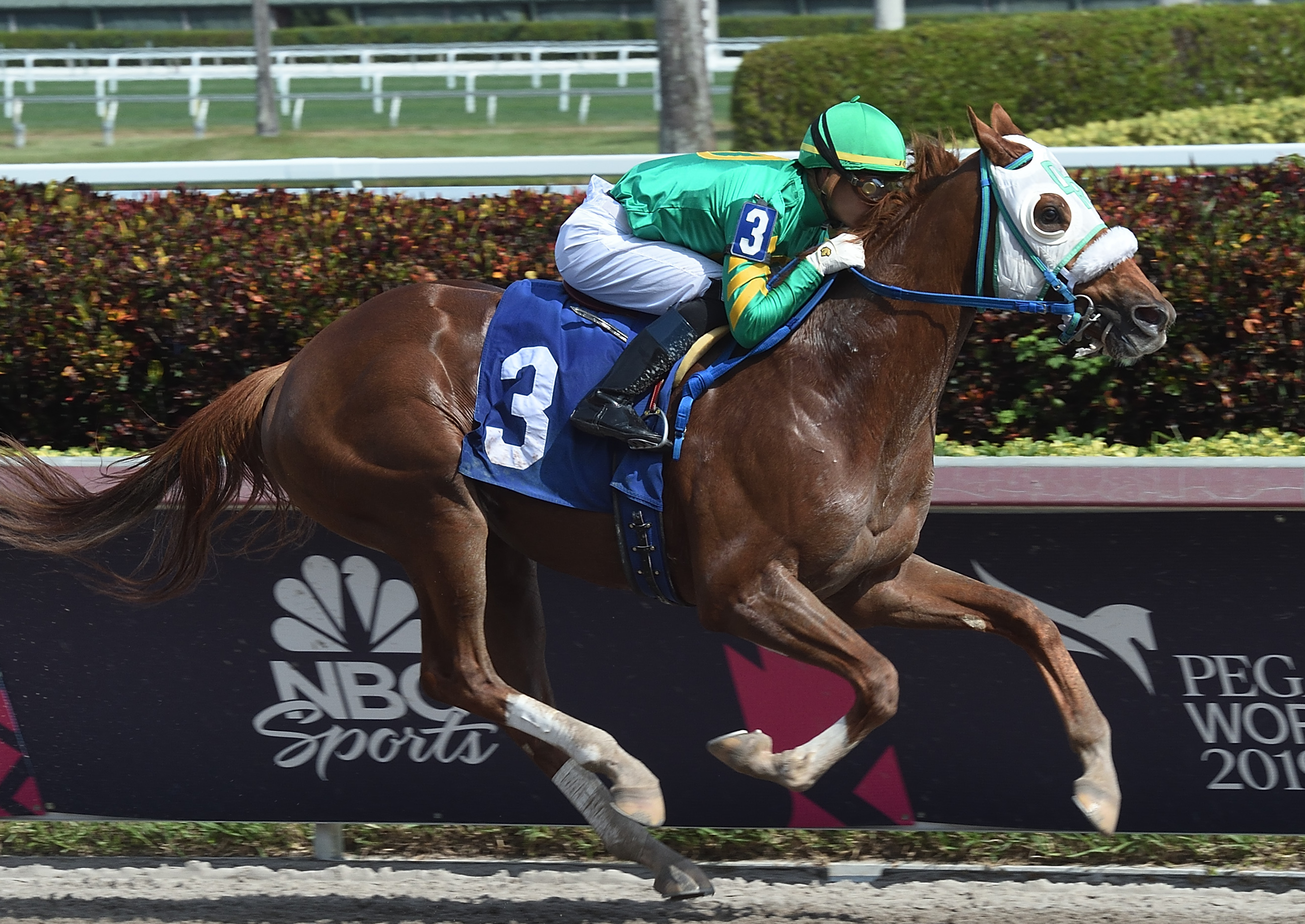 Math Wizard: he will miss the Pegasus World Cup this weekend after a minor setback as the Saudi Cup is the main goal. Photo: Gulfstream Park