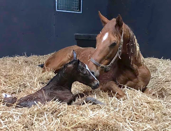 This lovely Expert Eye filly was born on February 3 at Stetchworth & Middle Park Studs in Newmarket. She’s out of winning juvenile Roulette, who is a half-sister to G1 winning 2-year-old and Classic-placed Pretty Pollyanna. Photo: Juddmonte Farms