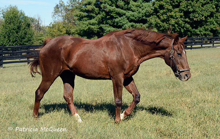 Ball Chairman: Born March 18, 1988, she is the oldest surviving known offspring of Secretariat. Photo: Patricia McQueen