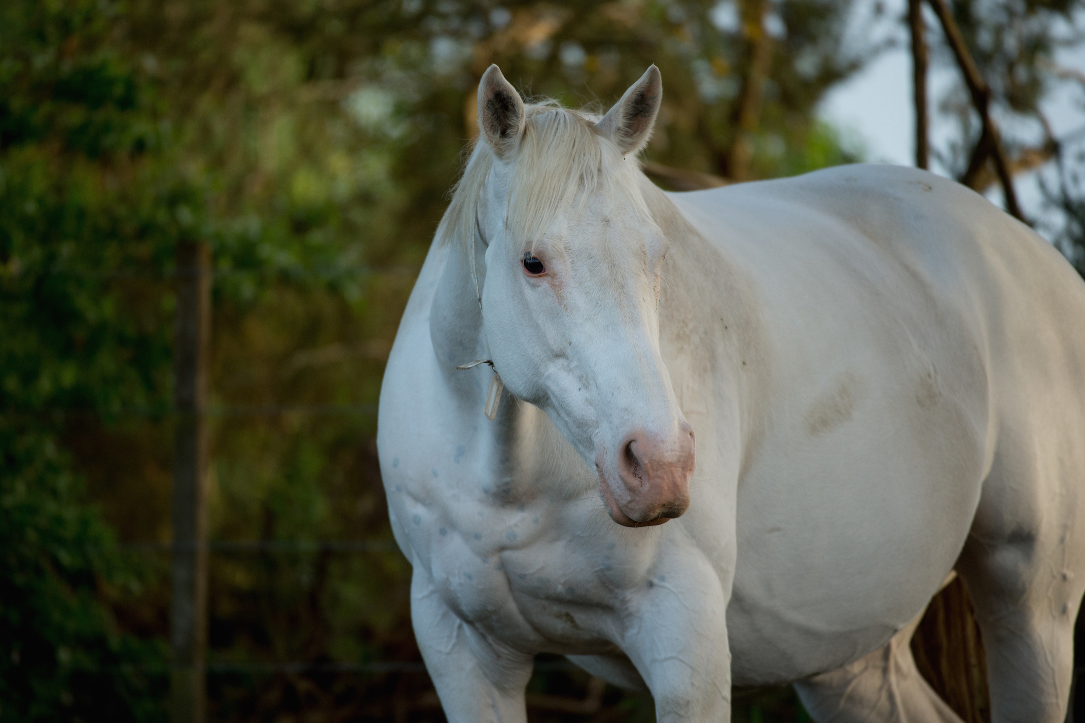The Opera House, the mare who started it all, pictured at Windsor Park Stud in New Zealand. Photo: Sharon Lee Chapman