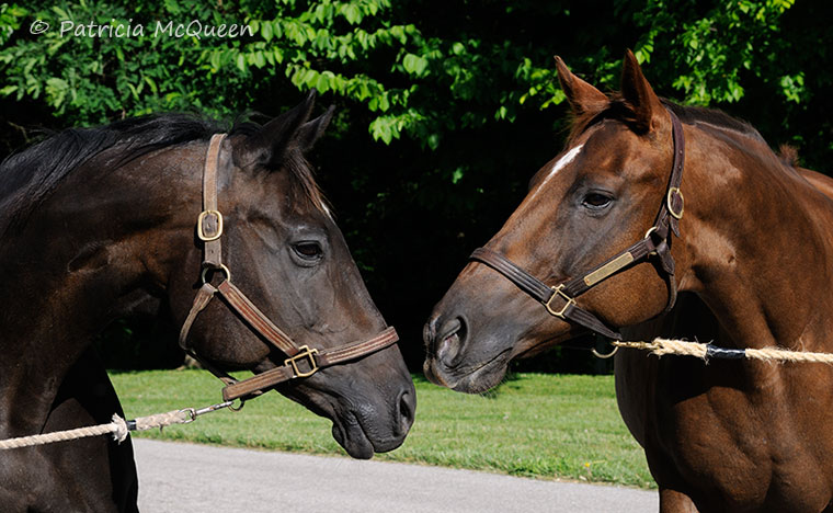 Next generations: Viva Sec's daughter Vivalita (left) with HER daughter, Friend Of A Friend. Photo: Patricia McQueen