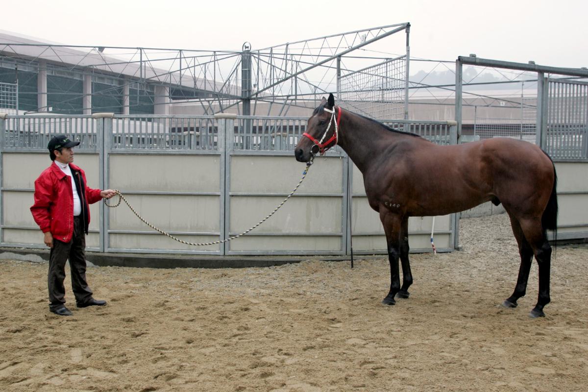 Greats together: Cruz at his stables with another living legend - the mighty Silent Witness. Photo: Hong Kong Jockey Club