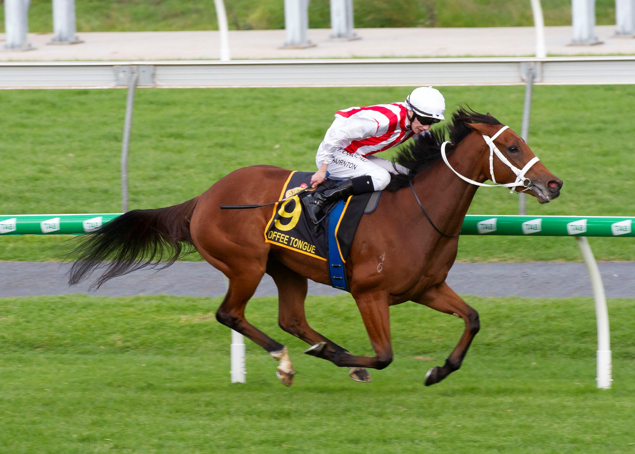 Another for Bagalollies: Daughter Toffee Tongue winning the G1 Australasian Oaks at Morphettville on Saturday. Photo: Atkins Photography