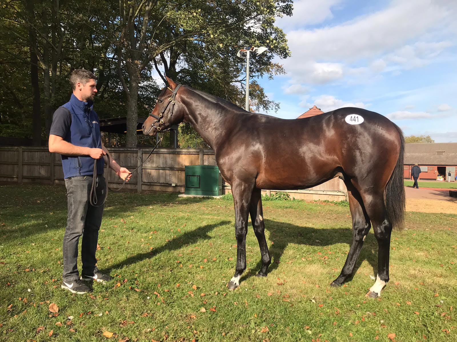 Russian Camelot when he was a yearling at Tattersalls October Yearling Sale Book 1 in 2018, when Jeremy Brummitt purchased him for 120,000 guineas on behalf of Danny O’Brien. Photo: Lee Ann Imboden 