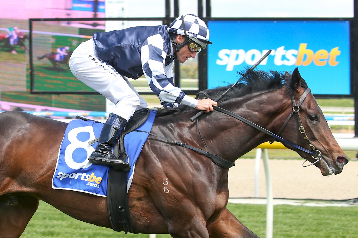 Russian Camelot: “The Melbourne Cup is an obvious race for him now,” says Danny O’Brien. Photo: dannyobrienracing.com.au