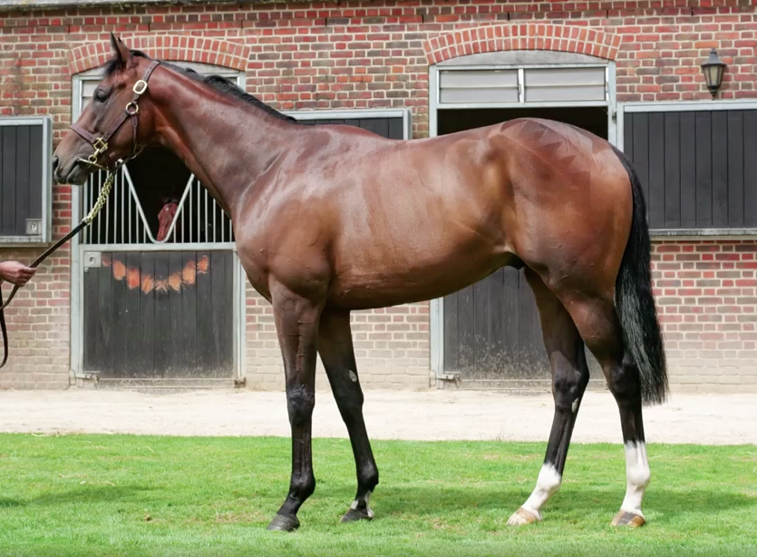 Malcolm Bastard’s draft for the Tattersalls Craven breeze-up sale next week includes this ‘very nice’ Kingman colt (lot 35). Photo: Tattersalls