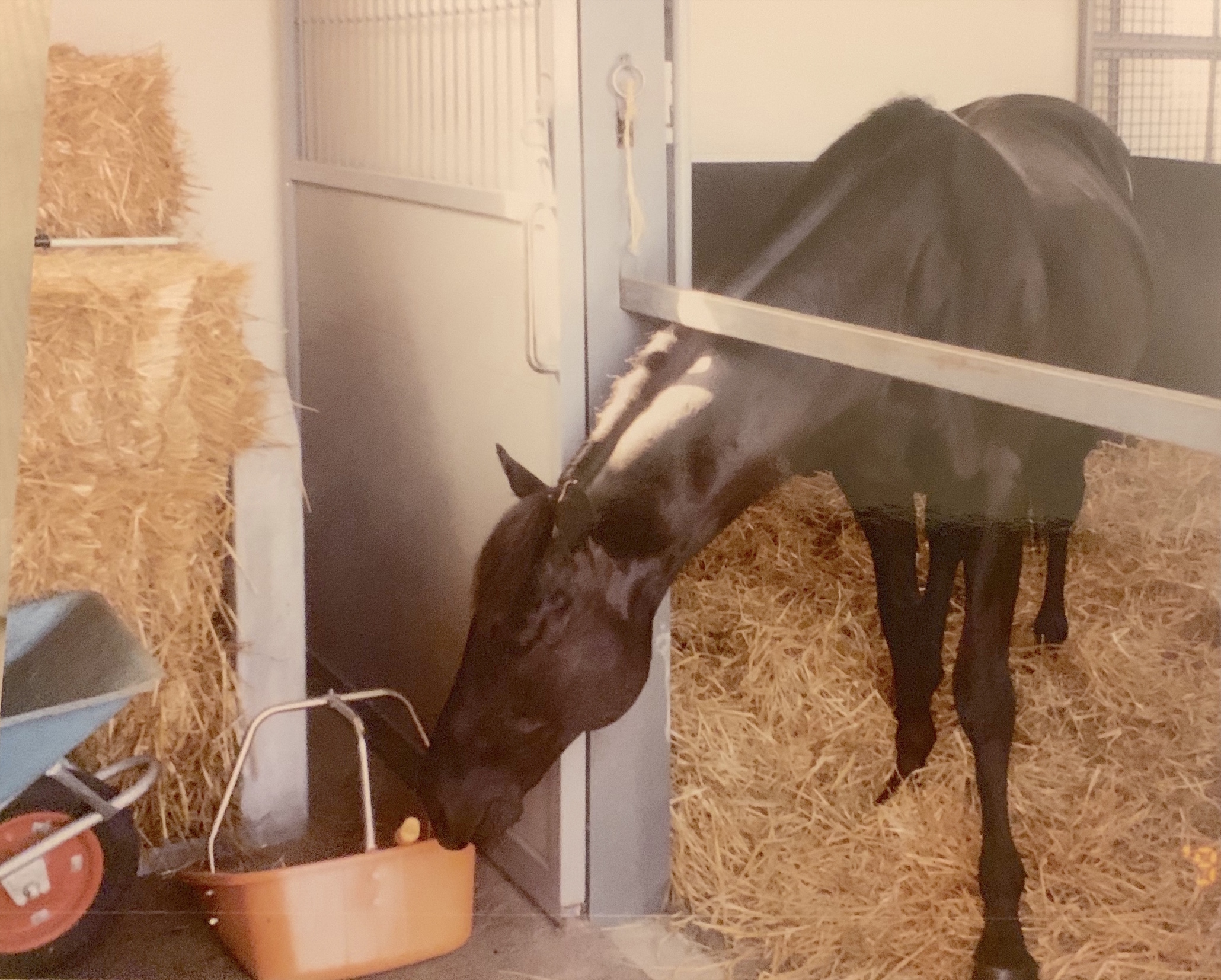 Erhaab, the 1994 Derby winner bred at Sheikh Hamdan’s Shadwell Farm in Kentucky, pictured during his four-year stint at stud in Japan. Photo: Kent Barnes