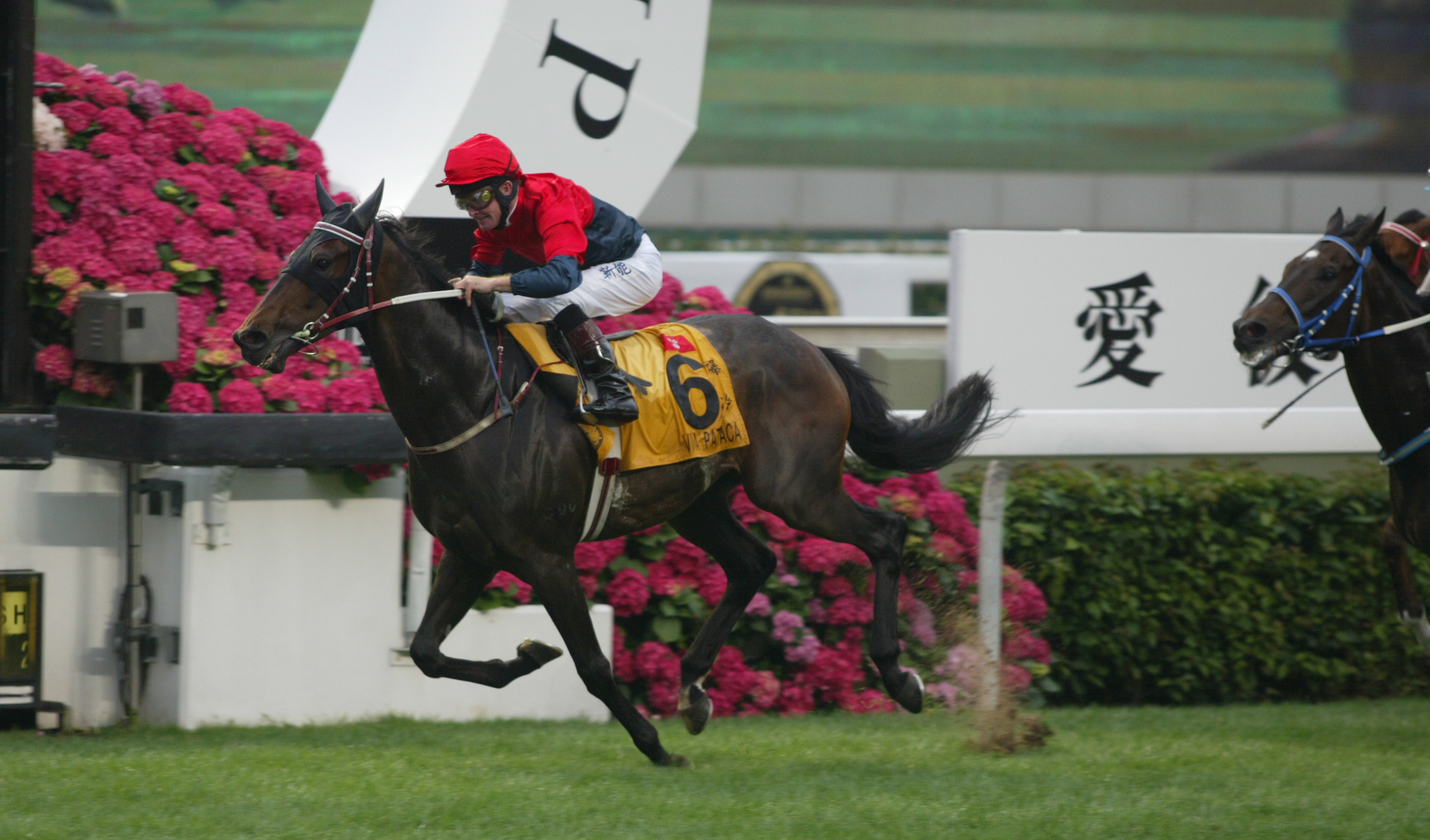 John Moore trained the prolific Viva Pataca to win the Hong Kong Derby in 2006 and be Horse of the Year three years later. Photo: HKJC
