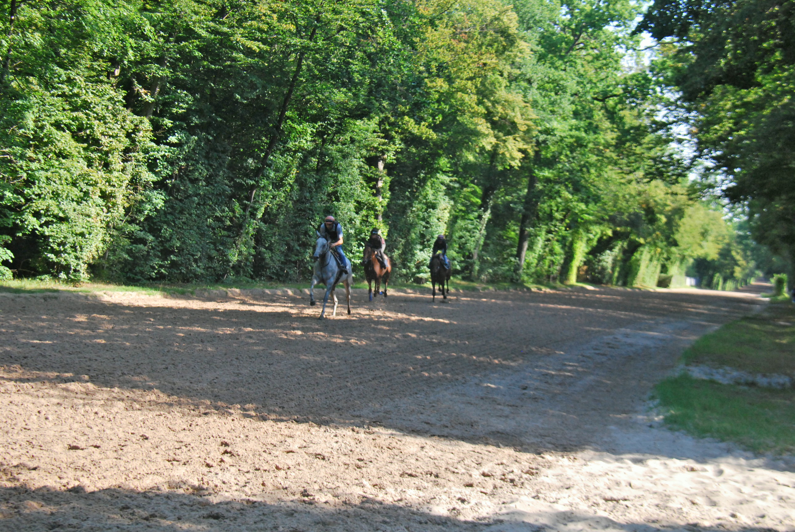 Under-used? The 4km Piste des Lions sand track through the forest just outside Chantilly yesterday morning (Saturday). Photo: John Gilmore