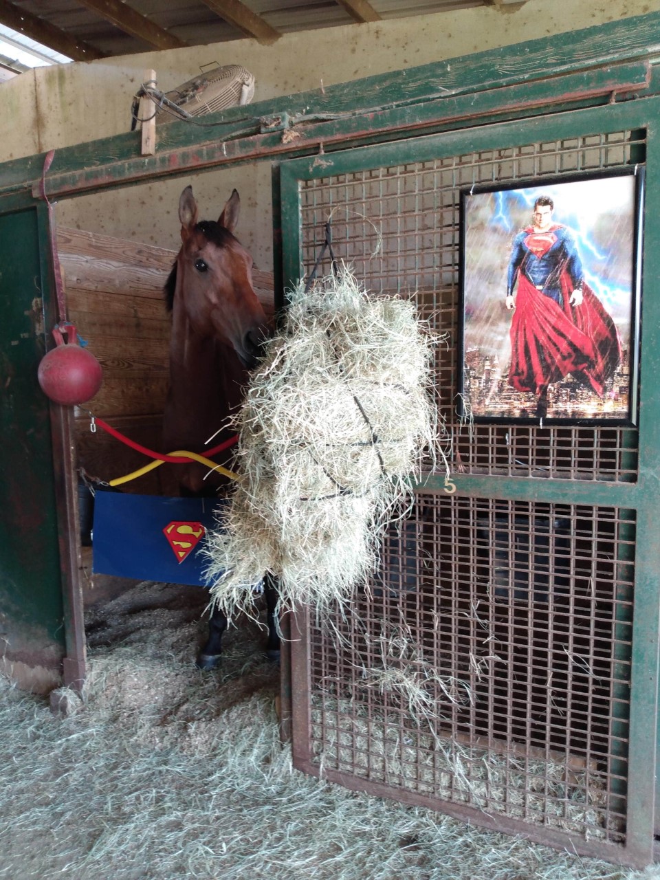 Superman’s barn: Centre of operations for new trainer Keith Austin at Louisiana Downs