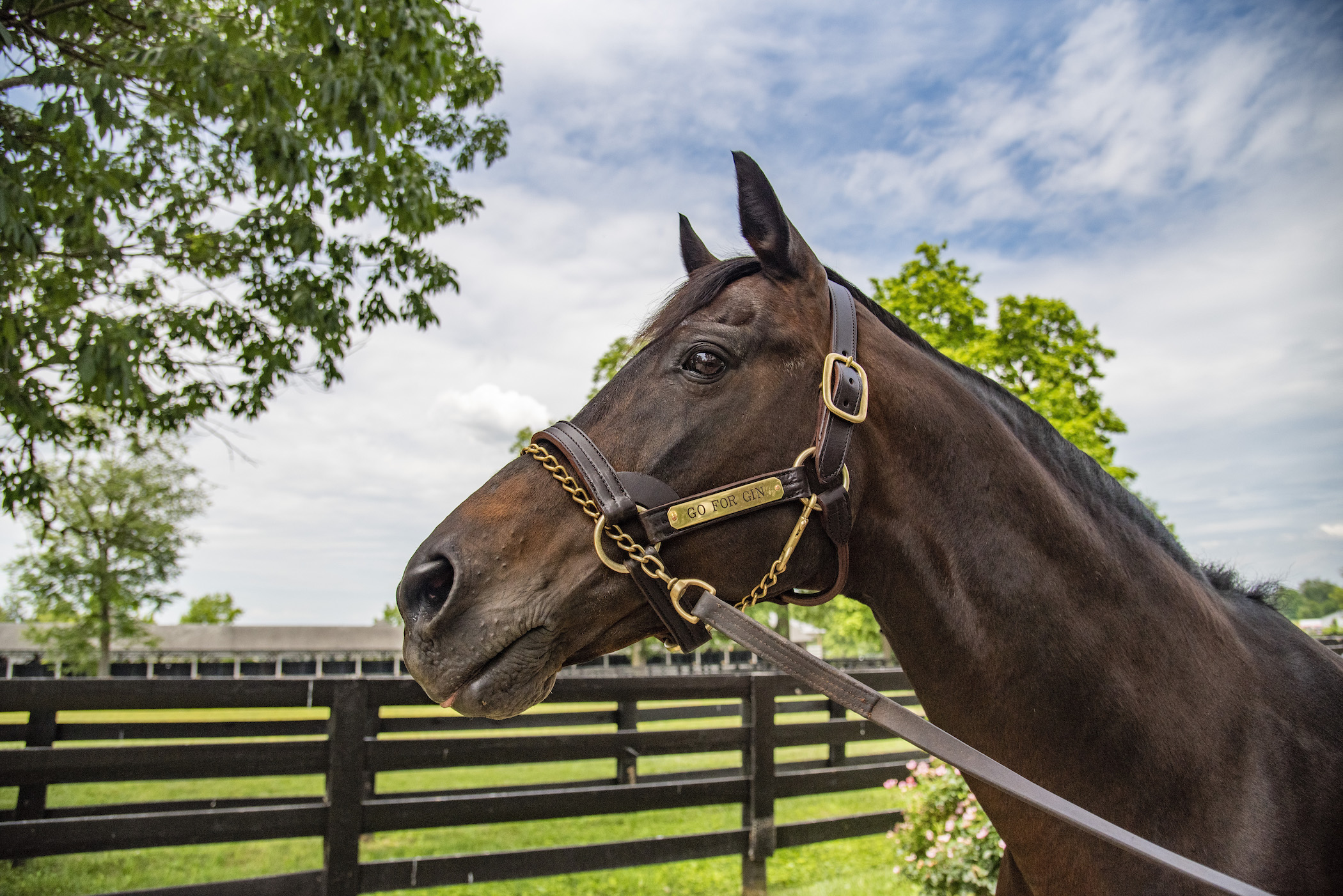 Naturally photogenic: “When you walk up to him, he is as pretty as any Thoroughbred you will ever look at,” says Rob Willis, manager at the Kentucky Horse Park Hall of Champions. Photo: Kentucky Horse Park