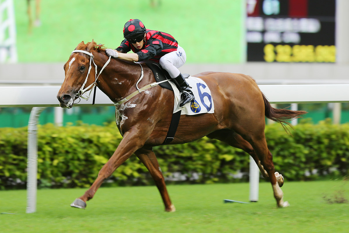 2013 sale graduate Time Warp has earned €4.25 million in prize money in a spectacular career in Hong Kong. Photo: HKJC