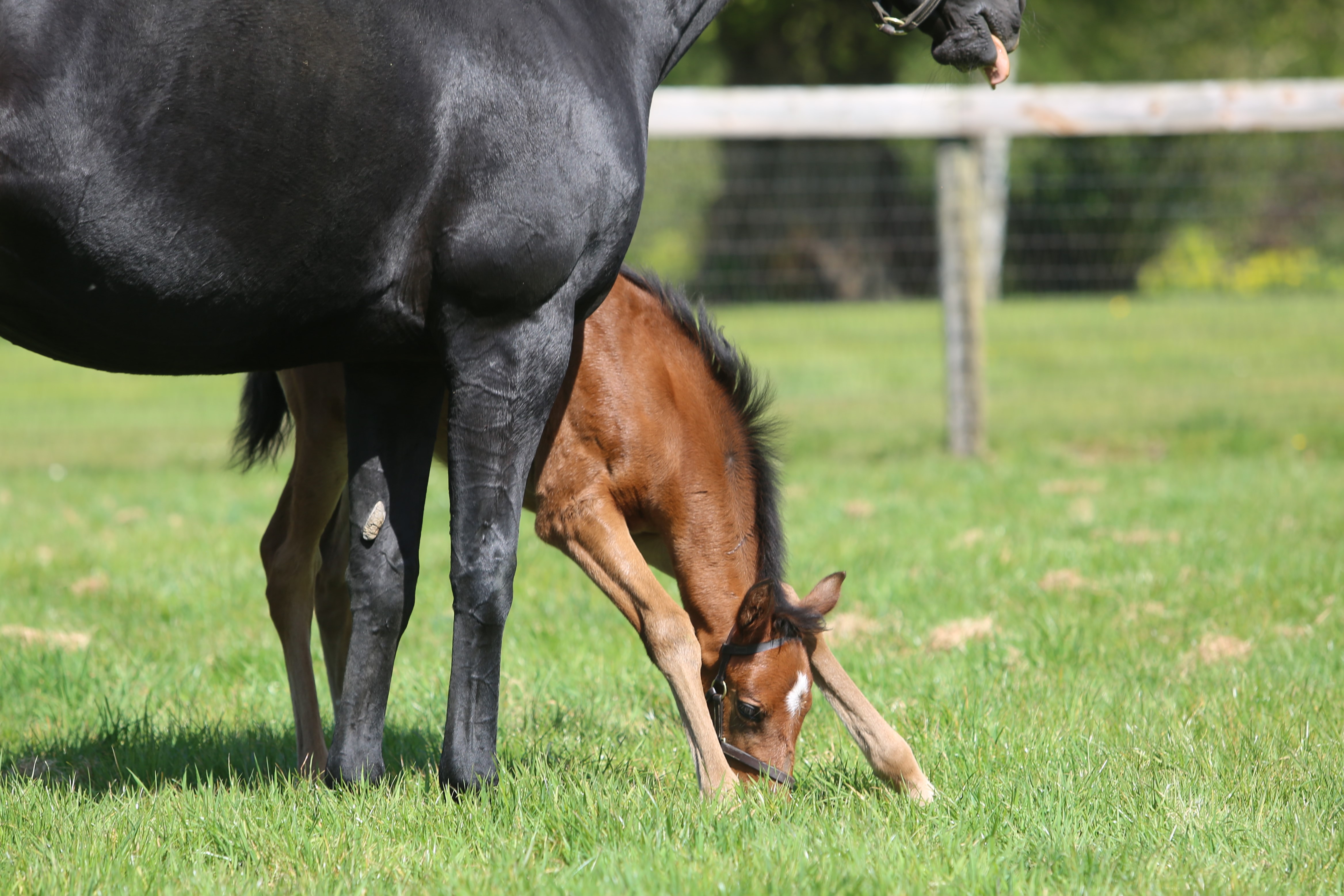 Heat Haze with her full-sister to MIrage Dancer. Photo: Juddmonte Farms