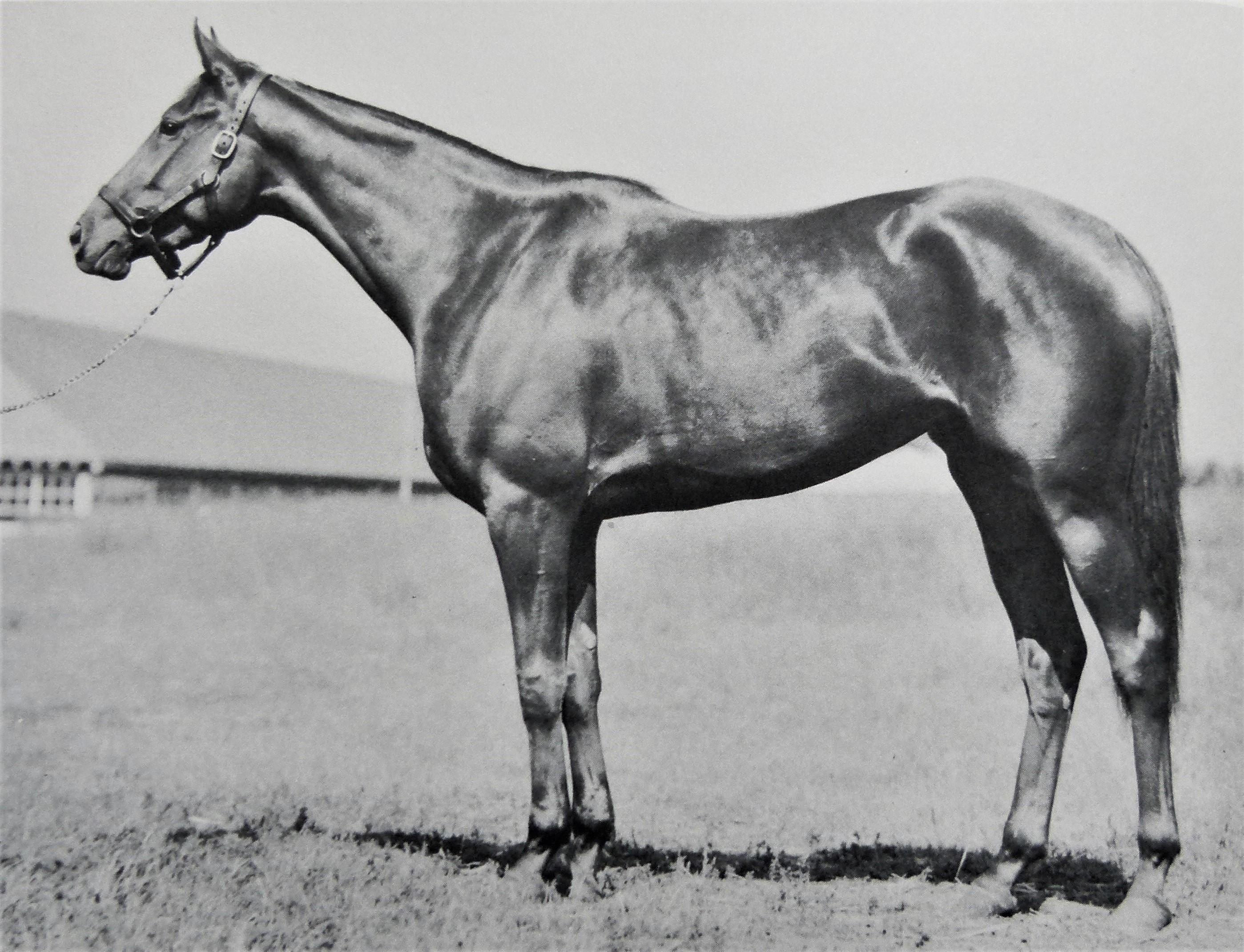 Wistful raced for five seasons, running 51 times in all. After her triumphant 3-year-old year, she continued to be campaigned extensively but never again reached those heights