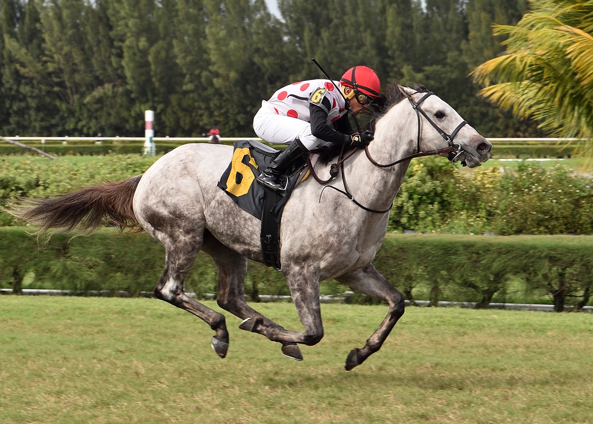 Souper Watson (Miguel Vasquez) winning at Gulfstream Park West to bring up 3,000 winners for Mark Casse. Photo: Lauren King