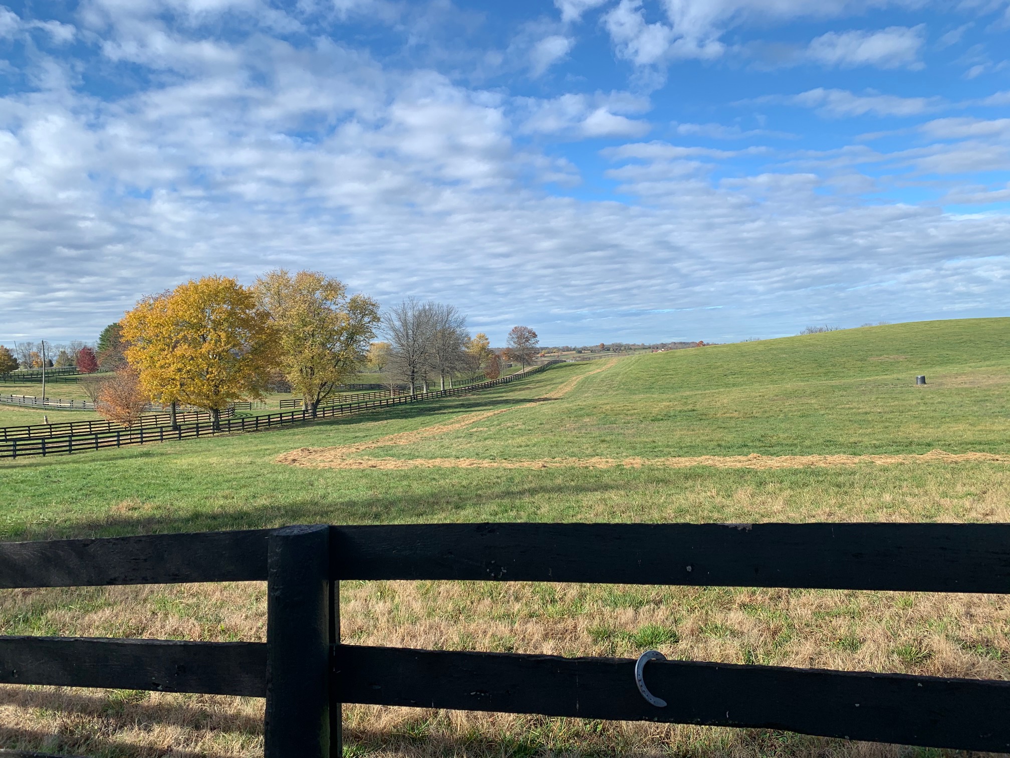 Equine Circuit Training: the uphill grass gallop