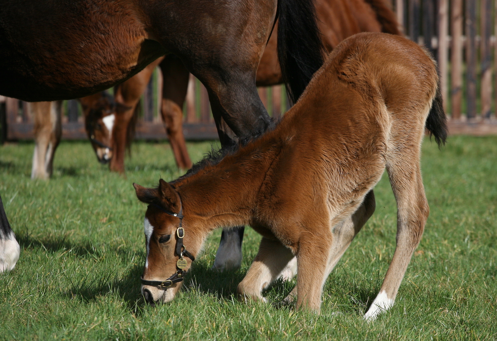 This gorgeous foal is none other than the great Enable, a daughter of Nathaniel out of the Sadler’s Wells mare Concentric. Photo: Juddmonte Farms