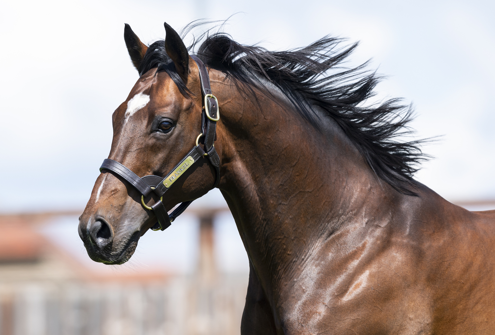 Frankel: The genetic masterpiece who retired unbeaten after 14 races over three seasons from 2010. Photo: Juddmonte Farms