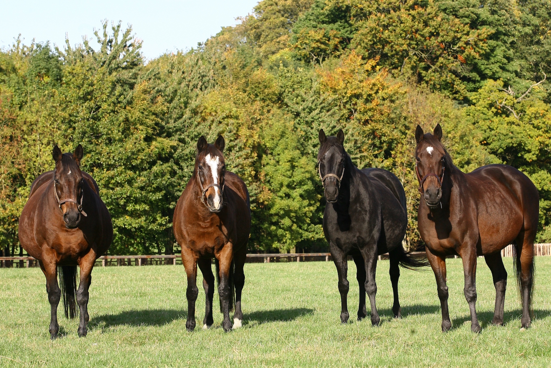 Family extraordinaire: Prince Khalid’s most celebrated foundation mare, Hasili (second left), with three of her daughters - G1 winners all - who are now also successful Juddmonte broodmares: Banks Hill (left), Heat Haze and Intercontinental (right). Photo: Juddmonte Farms