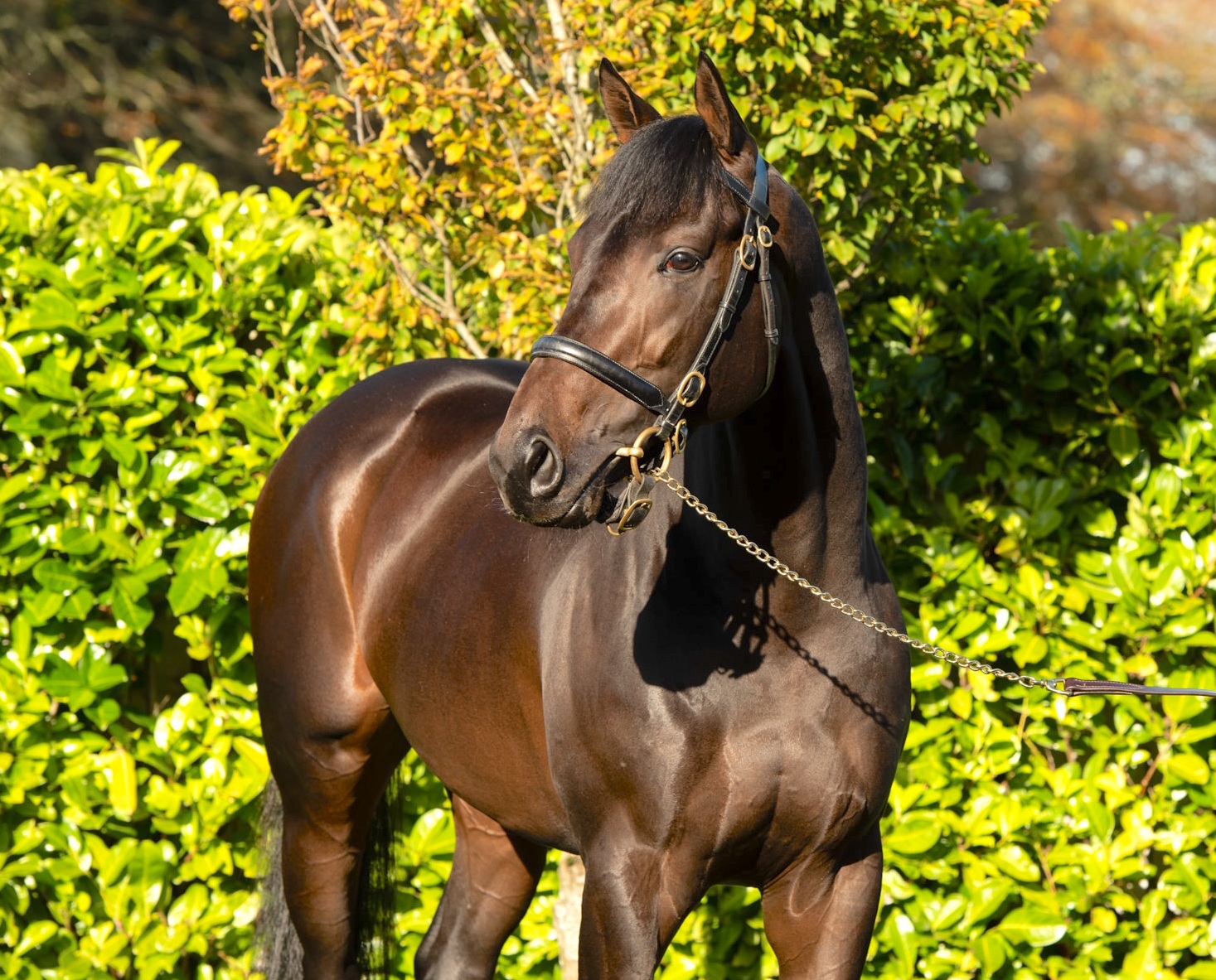 New sire Arizona: “When you see him, he will blow you away,” says Mark Byrne. Photo: Coolmore