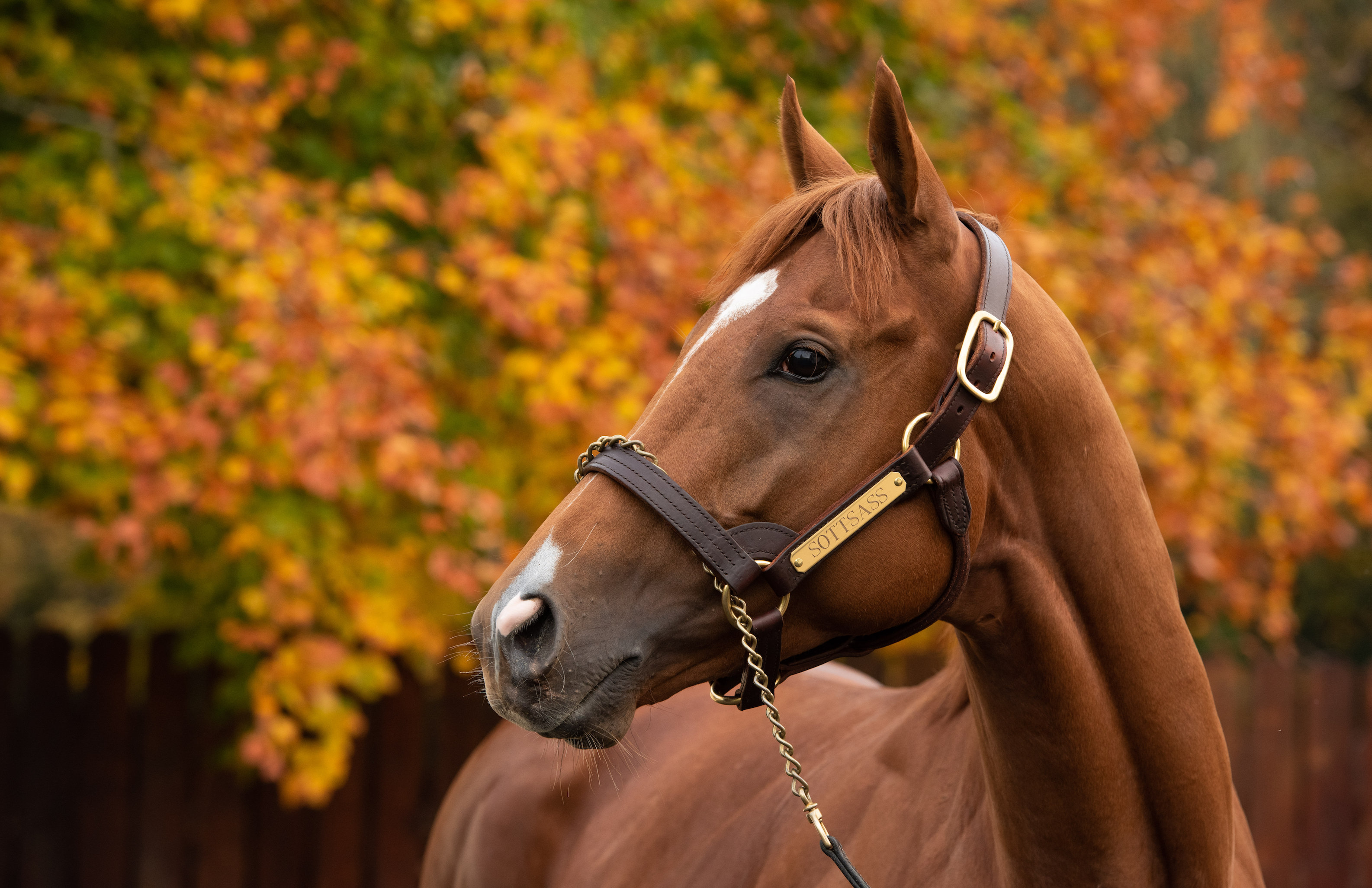 Arc hero Sottsass, another new Coolmore stallion for 2021: “A very good-looking horse, very exciting,” says Mark Byrne. Photo: Coolmore