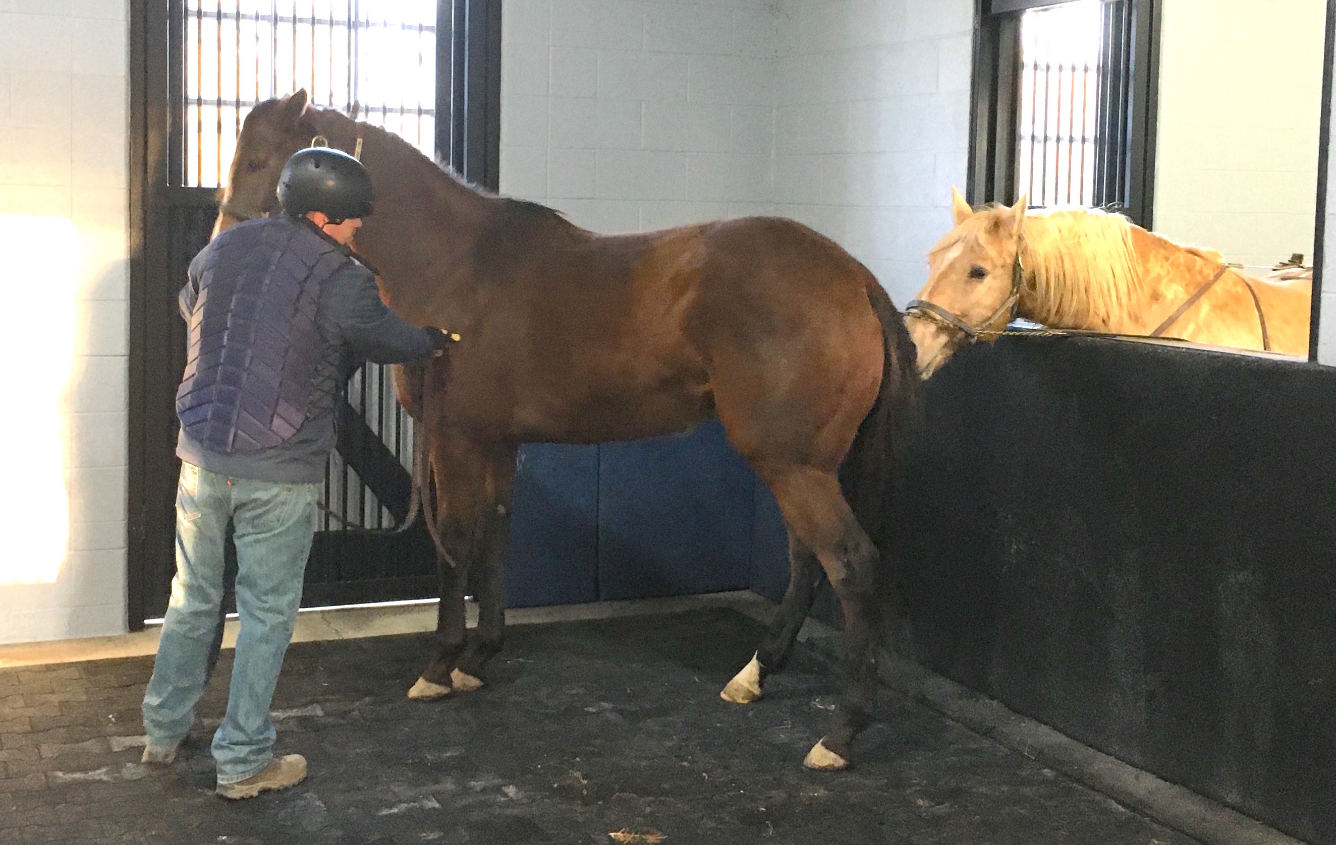 Jack, the teaser, expresses some interest in Miss Hopper, but the mare herself doesn’t seem so keen. Photo: Ken Snyder