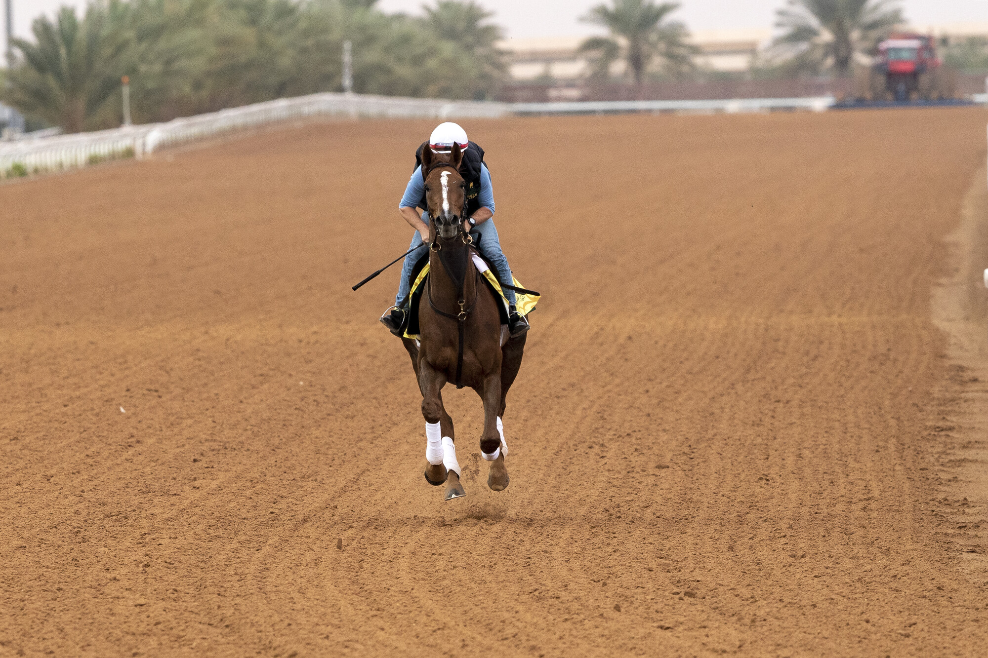 Splendid isolation: The Bill Mott-trained Channel Maker, who may be favourite for the $1 million Neom Turf Cup on Saturday, takes a spin on the dirt track on Thursday. Photo: Mathea Kelley/Jockey Club of Saudi Arabia