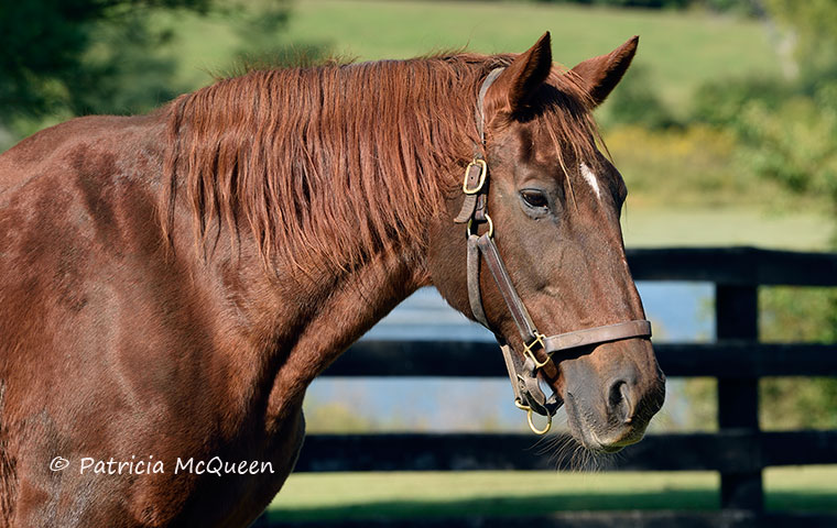 Ball Chairman, now aged 33: She’s “really good about letting us know when something is wrong,” says farm manager Elke Krohn. Photo: Patricia McQueen