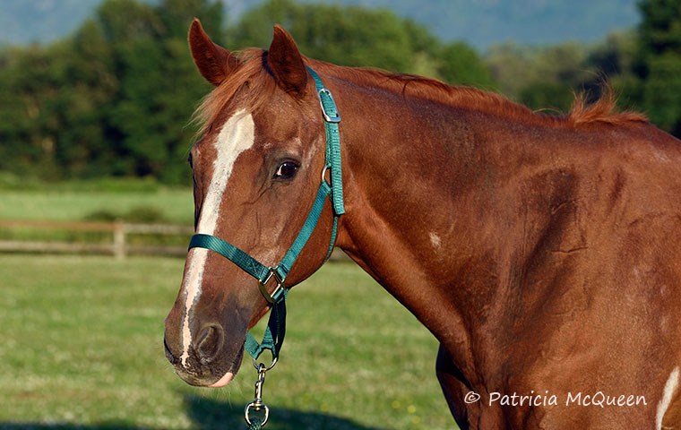 Border Run, another 33-year-old: The only known living son of Secretariat. Photo: Patricia McQueen