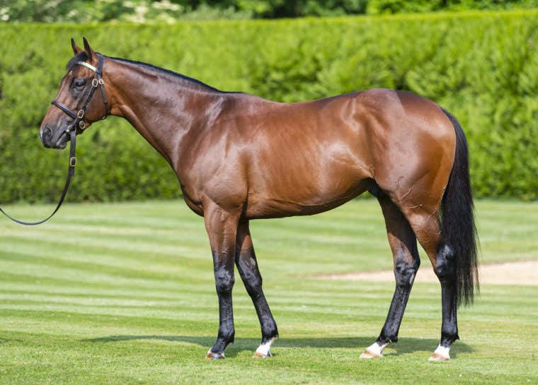 Expert Eye: In line to receive a number of distinguished Juddmonte mares once again in his third season at Banstead Manor Stud in 2021. Photo: Juddmonte