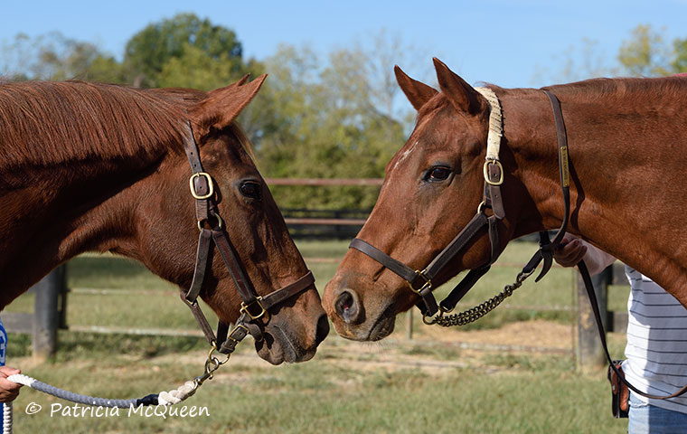 Illustrious company: Ball Chairman (left) at owner Charles Fipke’s Kentucky farm with her 1994 daughter Dimontina, who had a particularly important role in the Secretariat movie. Dimontina died in 2019. Photo: Patricia McQueen