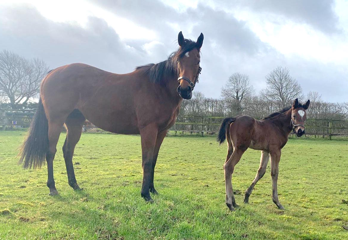 The mare Rebecca Rocks with her Blue Point foal at Hunscote Stud. Photo: Timothy Lloyd/Hunscote Stud