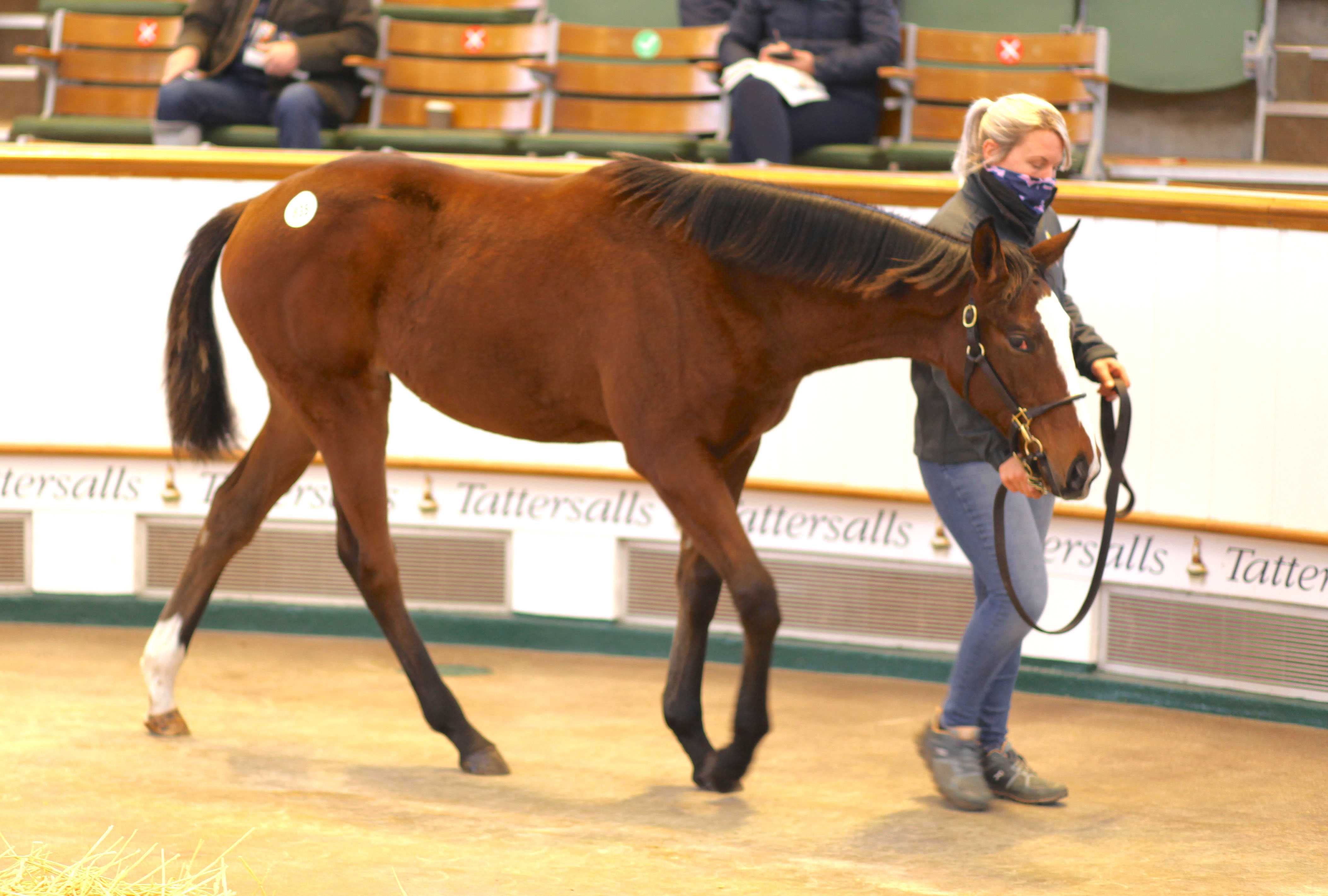 This filly by Saxon Warrior out of Archangel Gabriel was sold for 280,000gns at Tattersalls last December. “She is the best we’ve bred,” says Andy Lloyd. Photo: Tattersalls/Laura Green