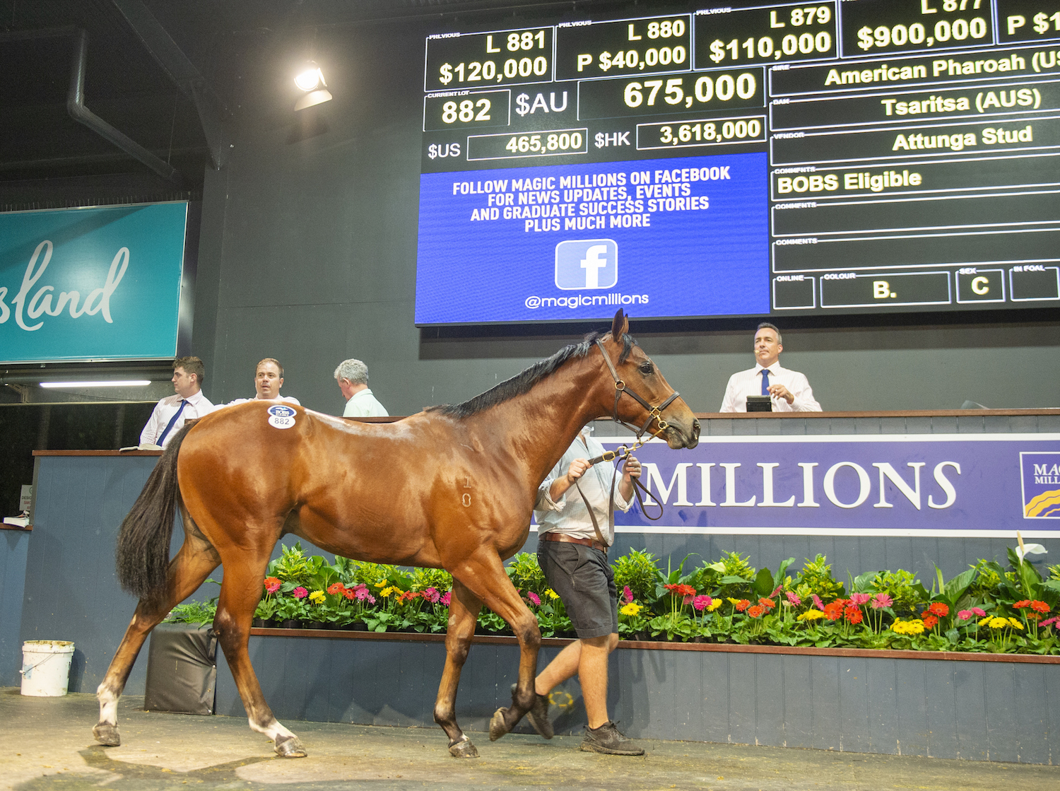 Selling well down under: This American Pharoah colt out of Tsaritsa sold for AU$675,000 at the Magic Millions Gold Coast Sale last year. Named Patton, he recently won on his 2-year-old debut at Pakenham in Victoria. Photo: Val Hayward 