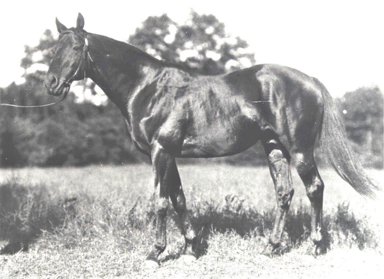 Broomspun’s sire, Broomstick, was a distinguished sire. Many of his 280 named foals secured a place in history