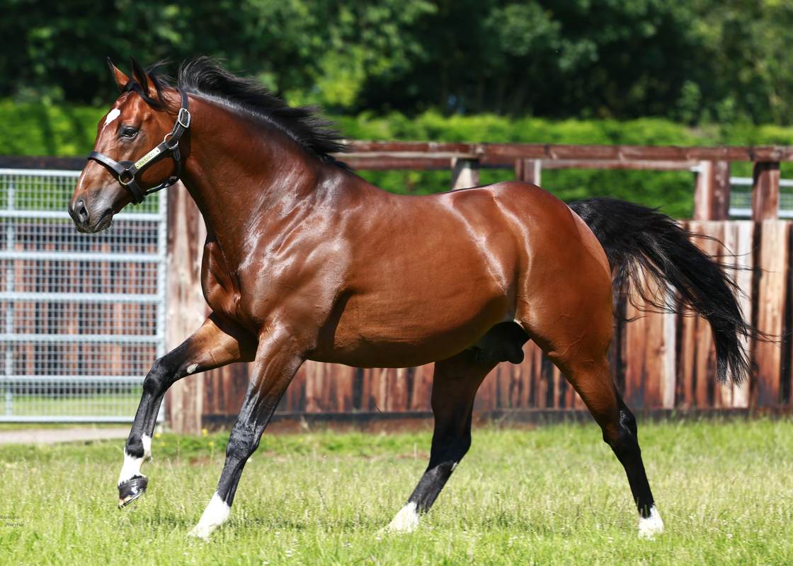 Frankel: He is the fastest stallion to reach 40 Northern Hemisphere Group winners in the history of the Pattern. Photo Juddmonte