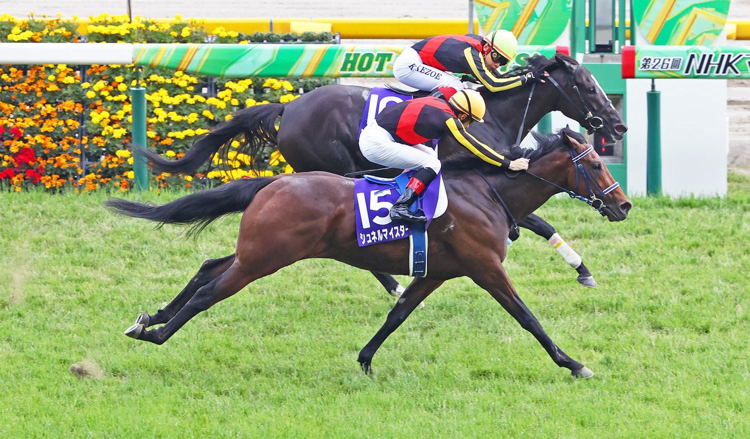 A Japanese G1 for Kingman: The Juddmonte stallion’s son Schnell Meister (near), under Christophe Lemaire, just gets up to beat Songline in the NHK Mile at Tokyo last Sunday. Both horses are owned by Sunday Racing. Photo: Japan Racing Association