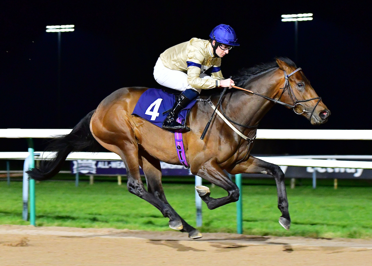 Value for money: Mehmento, who sold for just £14,000 when the Goresbridge sale was held at Newmarket last year, was runner-up in the G3 Greenham Stakes at Newbury last month and has won twice on the all-weather at Southwell. Photo: Tony Knapton/focusonracing.com