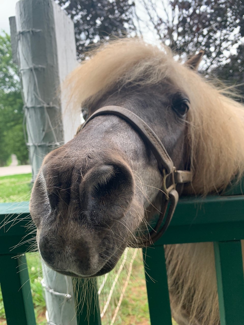 ‘Little Silver Charm’: The first horse the writer was introduced to on his visit to Old Friends. Photo: Patrick Lawrence Gilligan