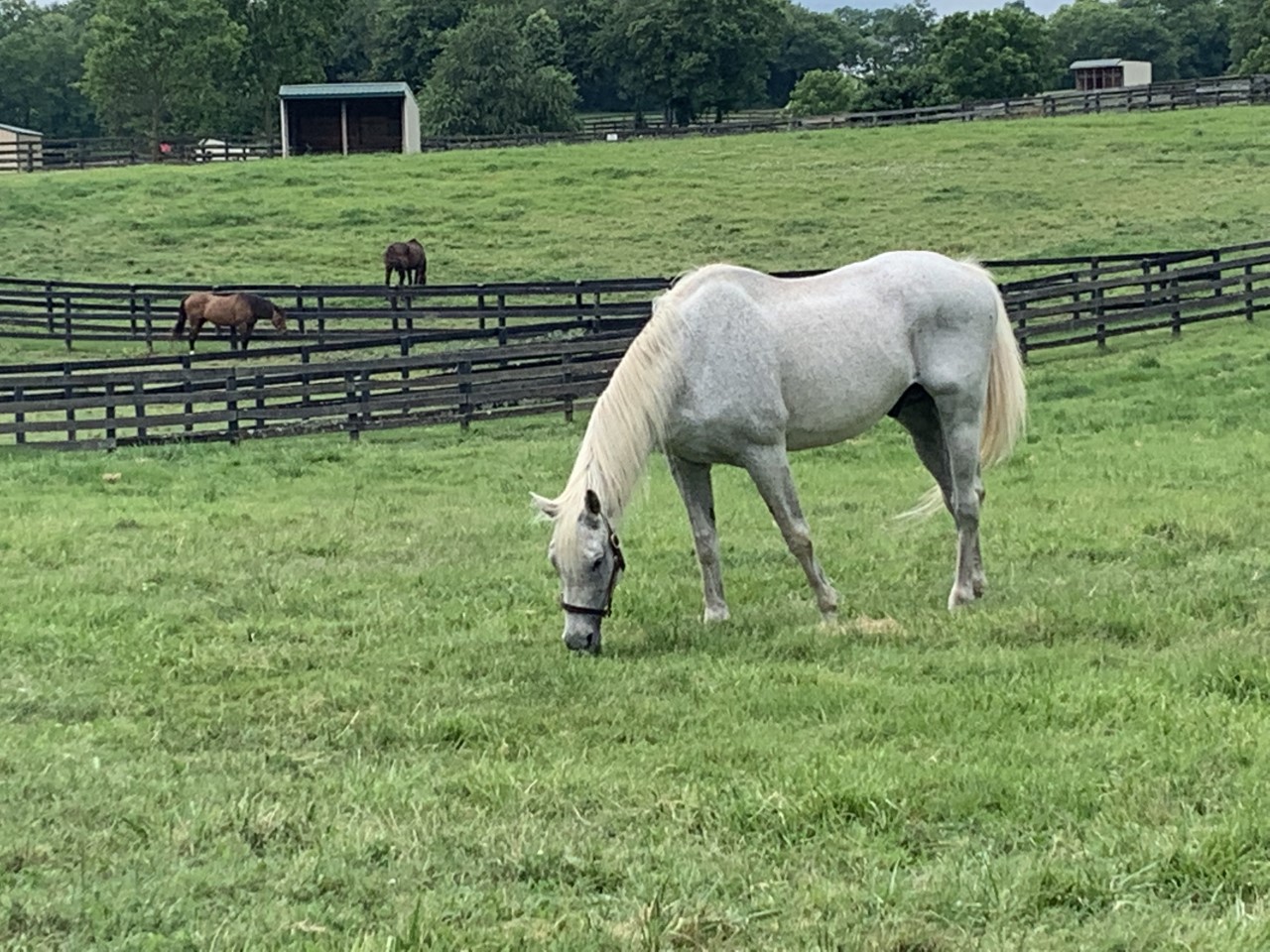 Kentucky Derby, Preakness and Dubai World Cup winner Silver Charm at home at Old Friends. Photo: Patrick Lawrence Gilligan