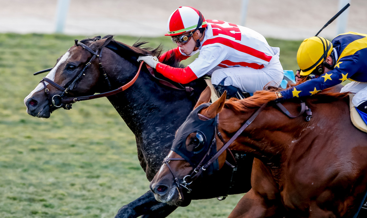 Horse of the Year: The Chad Brown-trained Bricks And Mortar (Irad Ortiz, red and white) gets up to beat United in the 2019 Longines Breeders’ Cup Turf at Santa Anita, helping the horse clinch the ultimate Eclipse Award for the year. Photo: Kaz Ishida/Eclipsesportswire/CSM/Breeders’ Cup