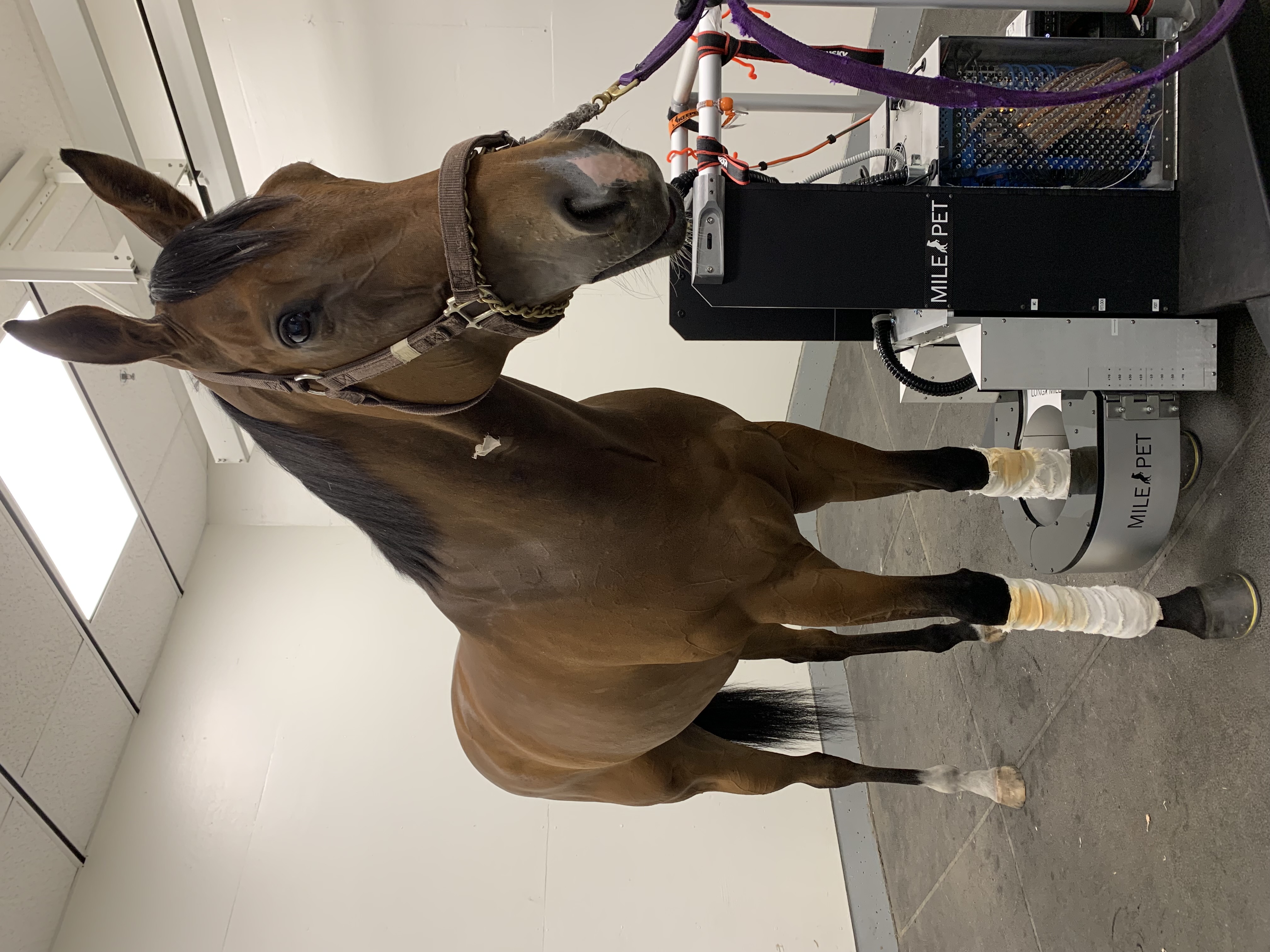 Diagnostic wizardry: Horses can be conscious and standing for the latest version of the MILE-PET scan machine 
